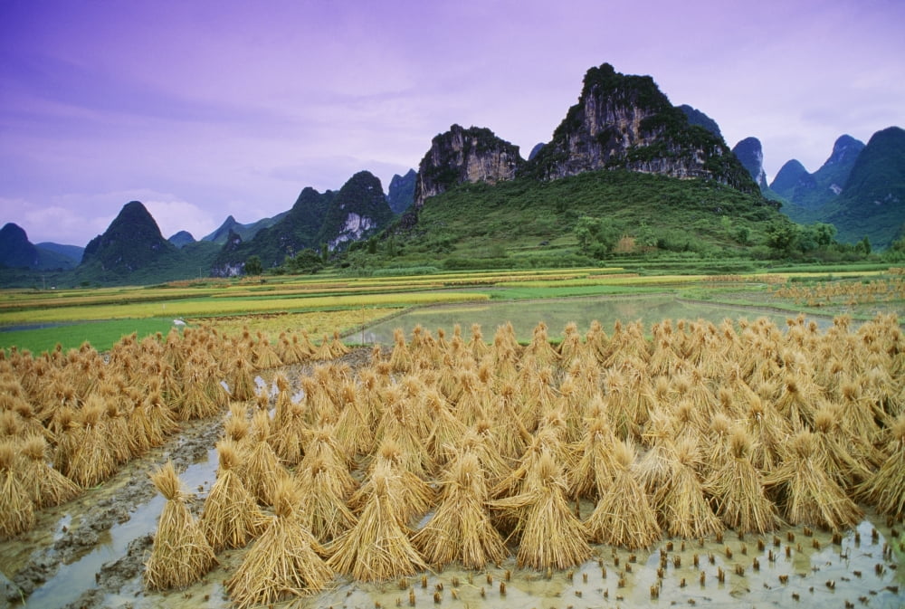 Rice Yangshuo Guangxi China Canvas Art - Bilderbuch Design Pics (18 x 12)