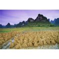 thumbnail image 1 of Rice Yangshuo Guangxi China Poster Print by Bilderbuch, 18 x 12, 1 of 1