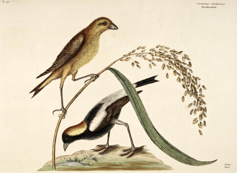 Rice-bird Canvas Art - Mark Catesby (24 x 36)