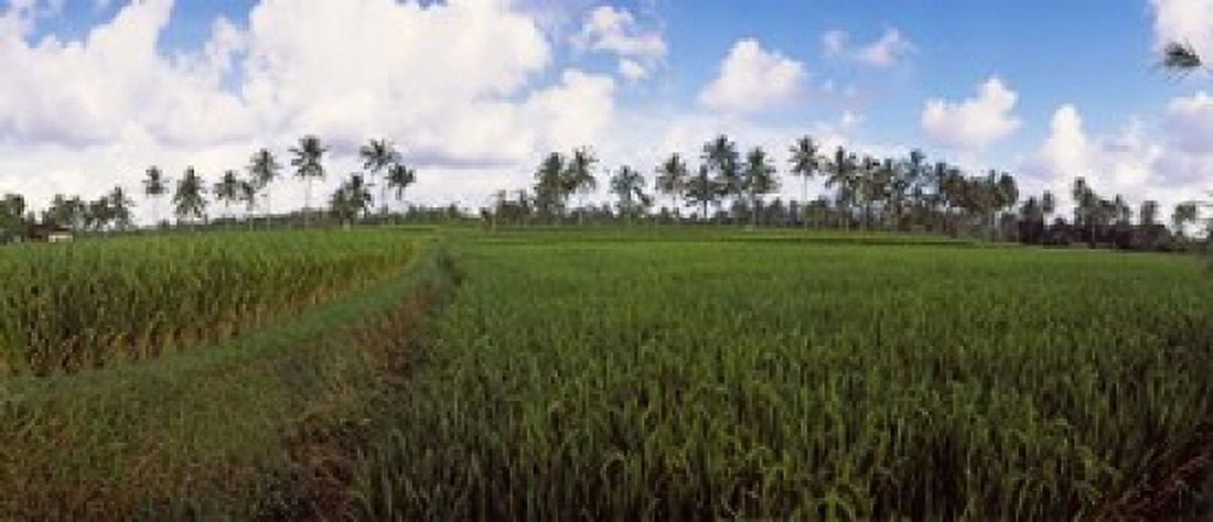 Rice field Bali Indonesia Canvas Art - Panoramic Images (15 x 6)