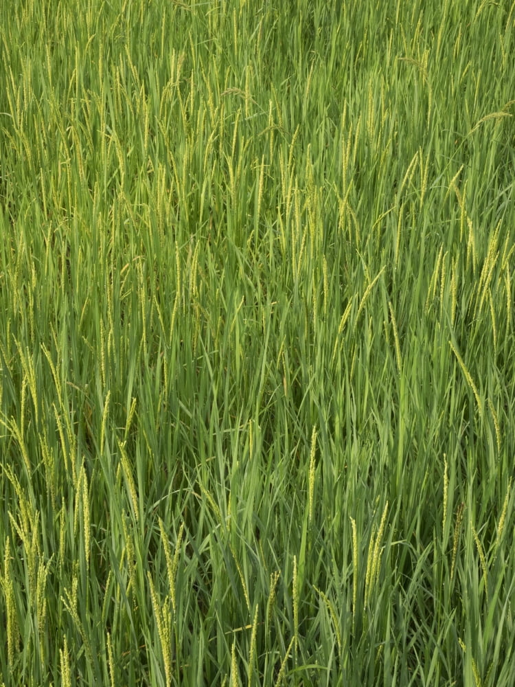 Rice field Central Province Sri Lanka Canvas Art - Panoramic Images (12 x 16)