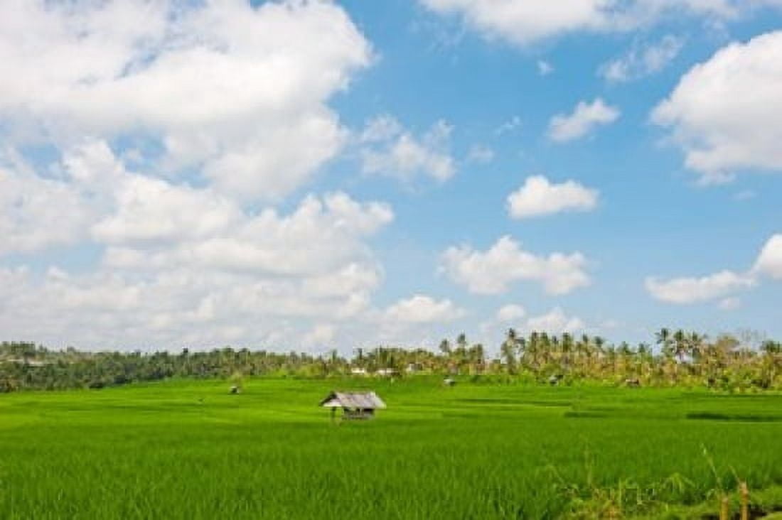 Rice field Rejasa Penebel Bali Indonesia Canvas Art - Panoramic Images (36 x 24)
