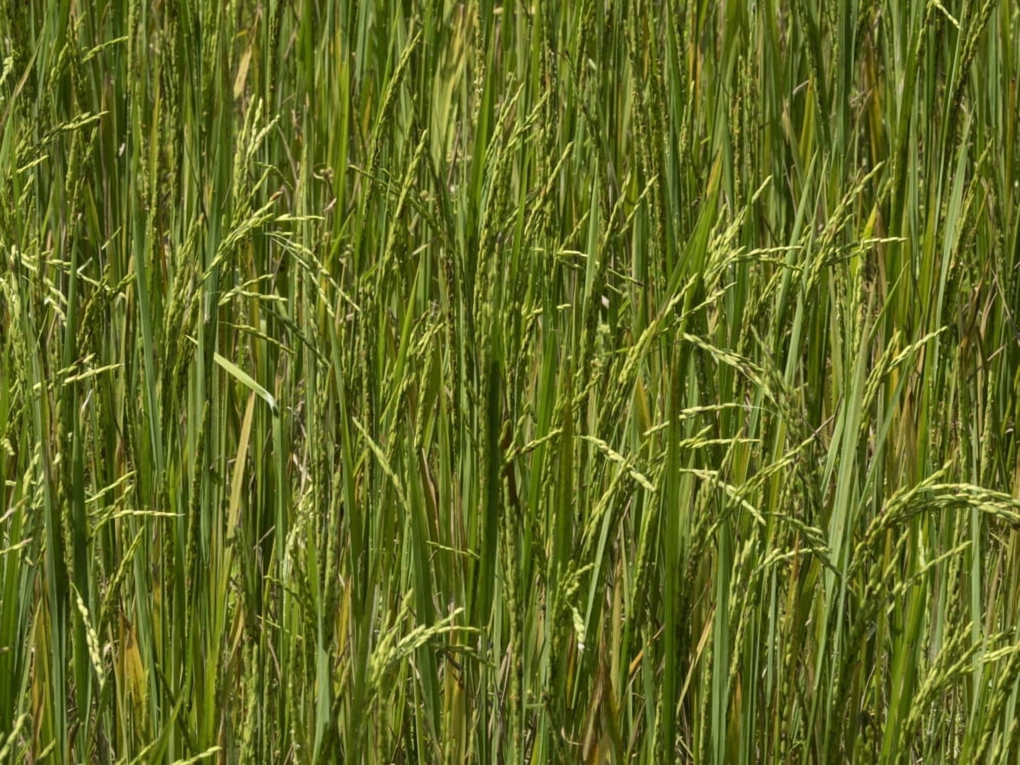 Rice field at Lunuganga Bentota Southern Province Sri Lanka Canvas Art - Panoramic Images (12 x 16)