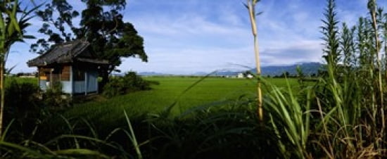 Rice paddies in a field Saga Prefecture Kyushu Japan Canvas Art - Panoramic Images (30 x 13)