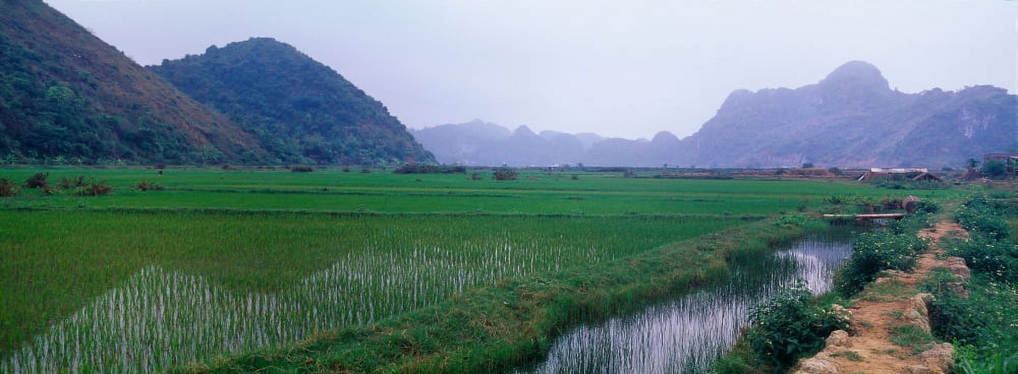 Rice paddies in a fiele Vietnam Canvas Art - Panoramic Images (27 x 9)