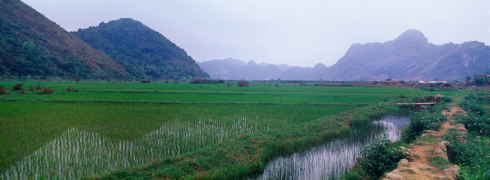 Rice paddies in a fiele Vietnam Canvas Art - Panoramic Images (36 x 12)