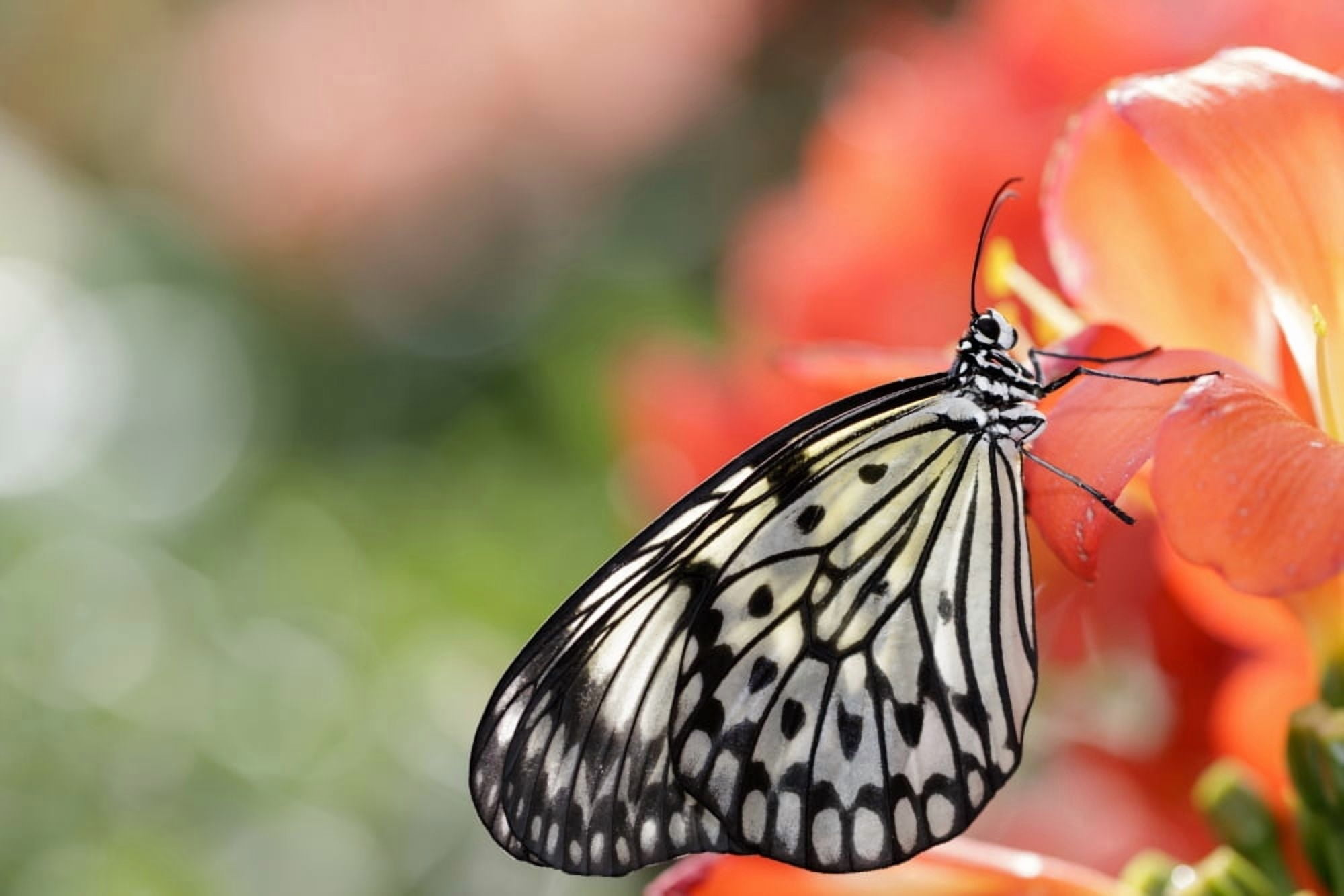 Rice paper butterfly (Idea leuconoe) portrait Montreal Quebec Canada Canvas Art - Dominic Marcoux Design Pics (19 x 12)