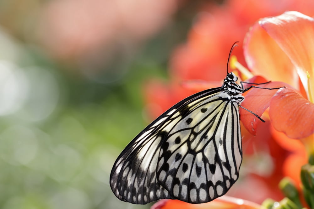 Rice paper butterfly (Idea leuconoe) portrait Montreal Quebec Canada Canvas Art - Dominic Marcoux Design Pics (38 x 24)
