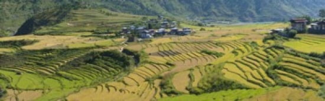 Rice terraced fields and houses in the mountains Punakha Bhutan Canvas Art - Panoramic Images (18 x 6)