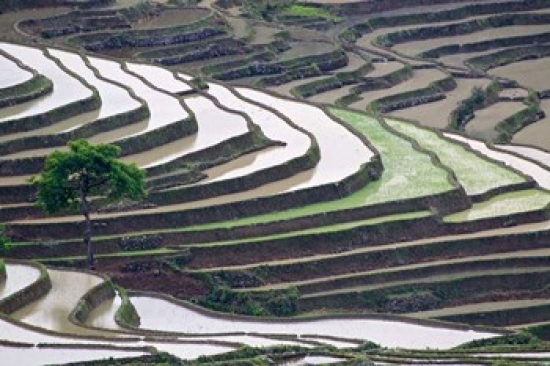 Rice terraces Yuanyang Yunnan Province China Canvas Art - Jaynes Gallery  DanitaDelimont (17 x 11)