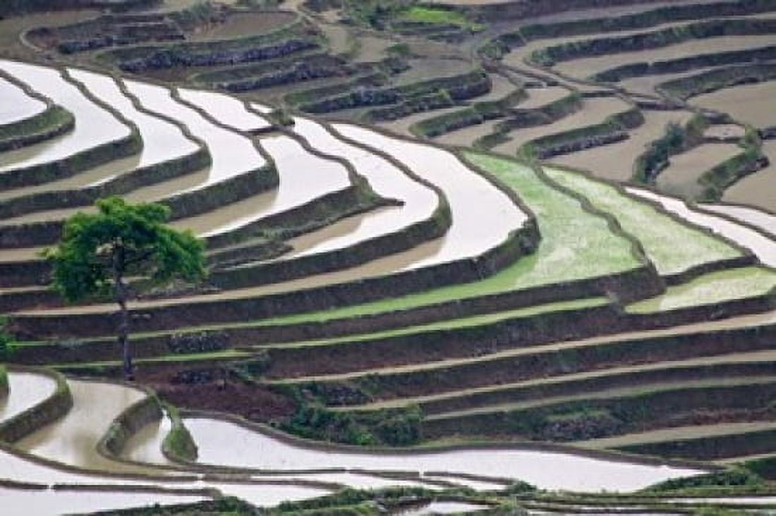 Rice terraces Yuanyang Yunnan Province China Canvas Art - Jaynes Gallery  DanitaDelimont (34 x 23)