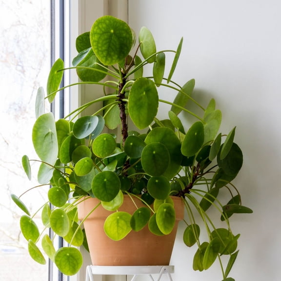 Rich In Colored/Perennial Stephania Plant/Low Maintenance Garden Decoration