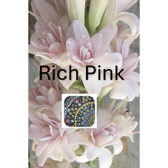 Rich Pink Tuberose Plant - 6 inch container - 1 Count