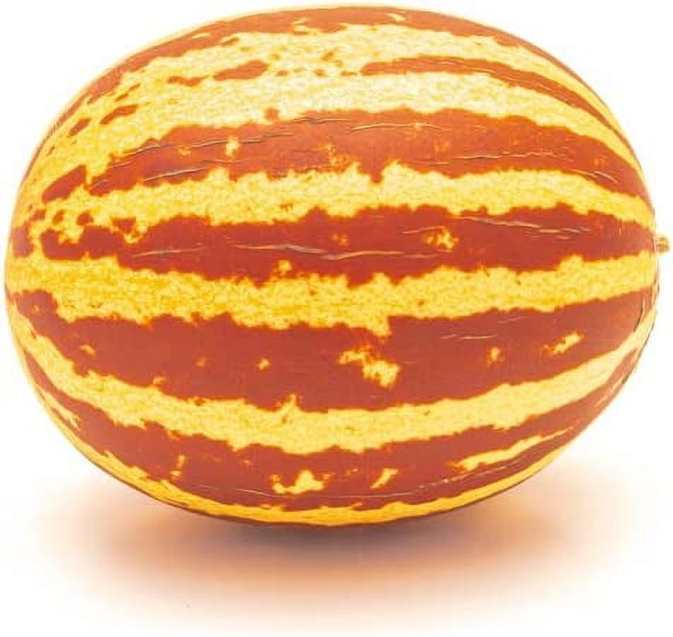 CZ Grain Rich Sweetness Melon Seeds, 20 Fresh USA Seeds, Easy to