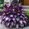 thumbnail image 1 of Rich in Color/Perennial Hosta/Low Maintenance Garden Decoration, 1 of 4