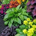 thumbnail image 1 of Rich in Colored/Perennial Hostas/Low Maintenance Garden Decoration, 1 of 4