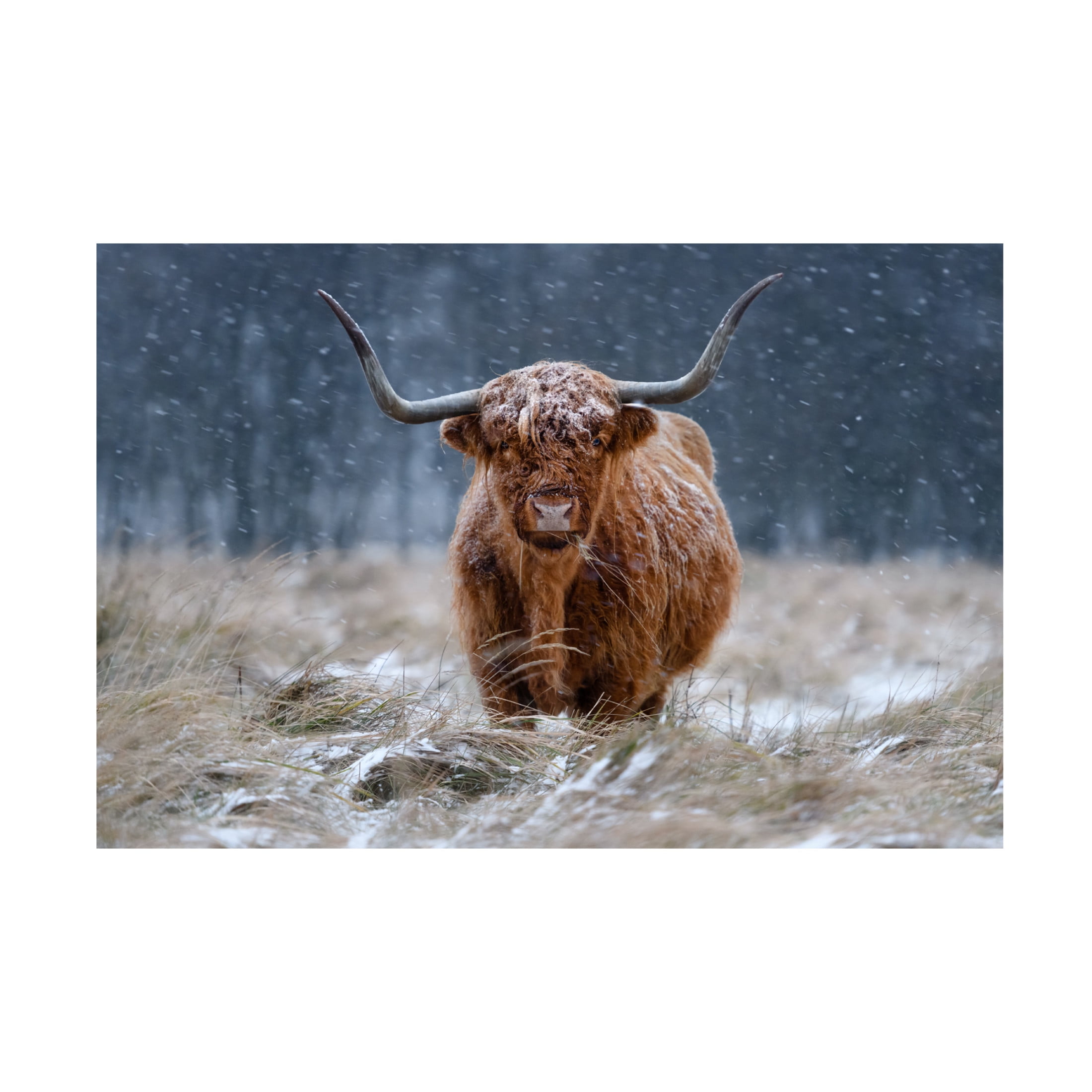Richard Guijt 'Snowy Highland Cow' Canvas Art - 24 x 16 Inches