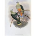 thumbnail image 1 of Richard's Fruit-Pigeon John Gould (1804-1881 British) Poster Print (18 x 24), 1 of 4