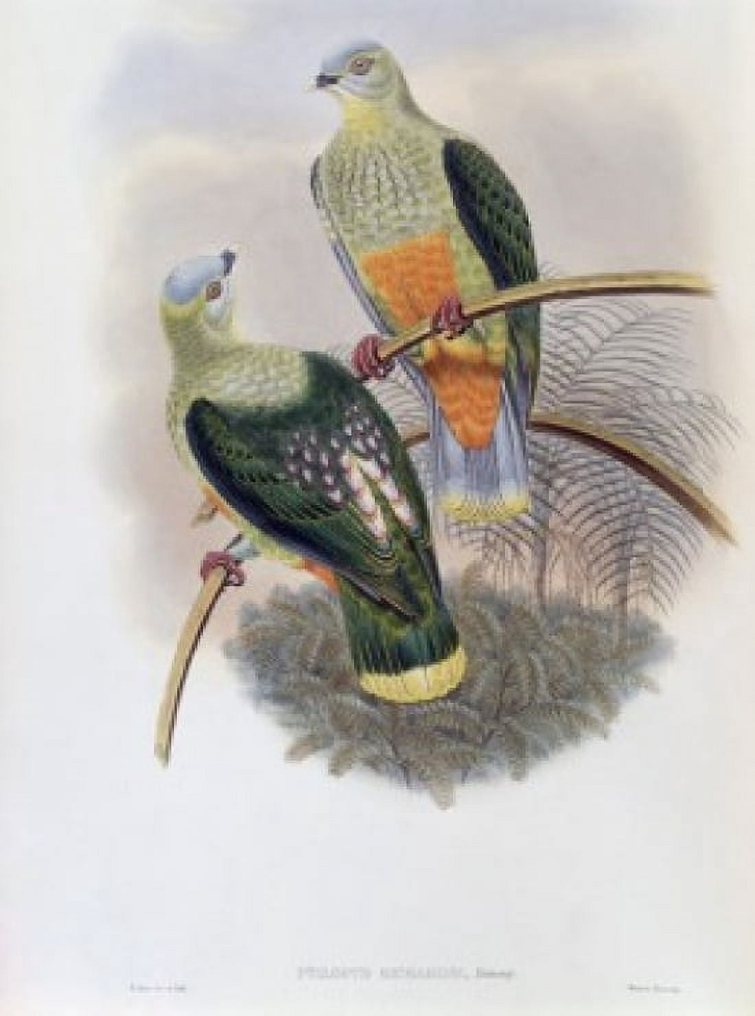 Richards Fruit-Pigeon John Gould (1804-1881 British) Canvas Art - John Gould (18 x 24)
