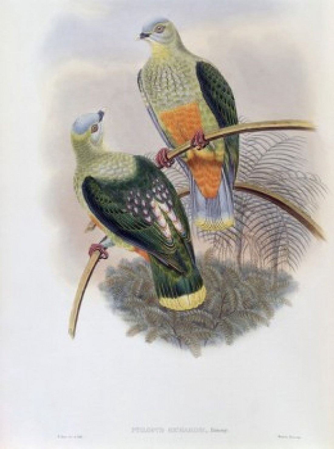 Richards Fruit-Pigeon John Gould (1804-1881 British) Canvas Art - John Gould (24 x 36)