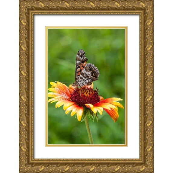 Richardson, Larry 11x14 Gold Ornate Wood Framed with Double Matting Museum Art Print Titled - A Virginia Lady butterfly lands on Gaillardia