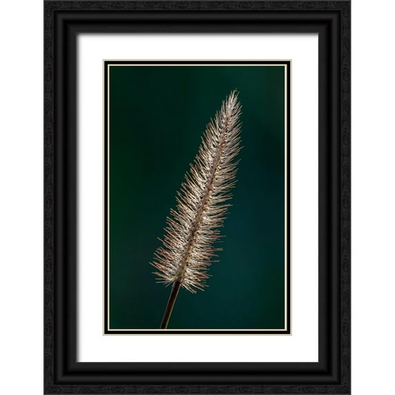 Richardson, Larry 13x18 Black Ornate Wood Framed with Double Matting Museum Art Print Titled - Foxtail grass