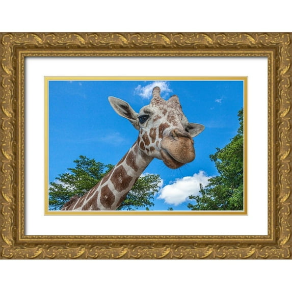 Richardson, Larry 14x11 Gold Ornate Wood Framed with Double Matting Museum Art Print Titled - A reticulated giraffes height gives it a downward glance