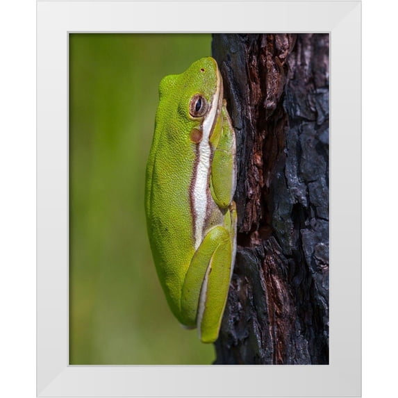 Richardson, Larry 15x18 White Modern Wood Framed Museum Art Print Titled - A green treefrog takes refuge among the furrows of bark of a slash pine tree in southern-Florida
