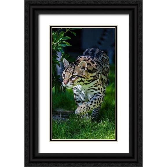 Richardson, Larry 15x24 Black Ornate Wood Framed with Double Matting Museum Art Print Titled - An ocelot at a local zoo