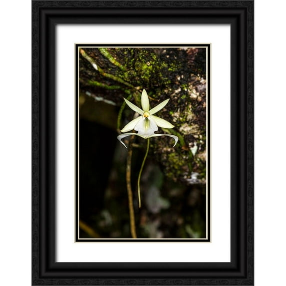 Richardson, Larry 17x24 Black Ornate Wood Framed with Double Matting Museum Art Print Titled - A rare Ghost orchid grows only in swamps in south Florida