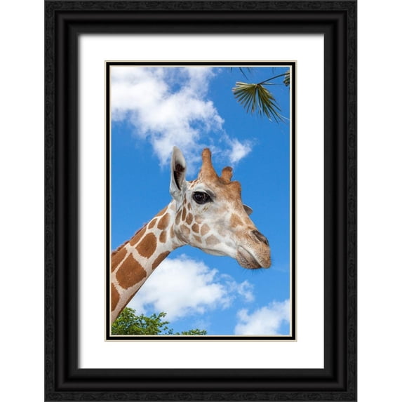 Richardson, Larry 17x24 Black Ornate Wood Framed with Double Matting Museum Art Print Titled - A reticulated giraffes height gives it a downward glance