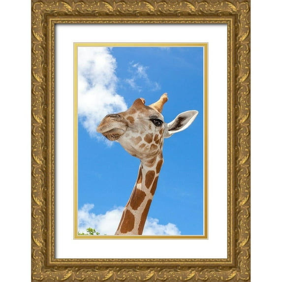 Richardson, Larry 17x24 Gold Ornate Wood Framed with Double Matting Museum Art Print Titled - A reticulated giraffes height gives it a downward glance