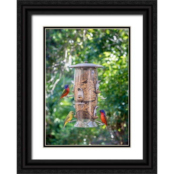 Richardson, Larry 18x24 Black Ornate Wood Framed with Double Matting Museum Art Print Titled - Beautiful painted buntings-male and female on backyard feeder seen from window