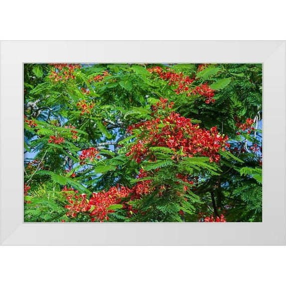 Richardson, Larry 24x17 White Modern Wood Framed Museum Art Print Titled - Royal Poinciana tree produces beautiful red flowers