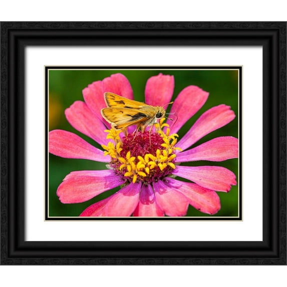 Richardson, Larry 24x19 Black Ornate Wood Framed with Double Matting Museum Art Print Titled - A skipper lands on a zinnia flower