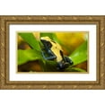 thumbnail image 1 of Richardson, Larry 32x20 Gold Ornate Wood Framed with Double Matting Museum Art Print Titled - Poison dart frogs are highly poisonous, 1 of 4