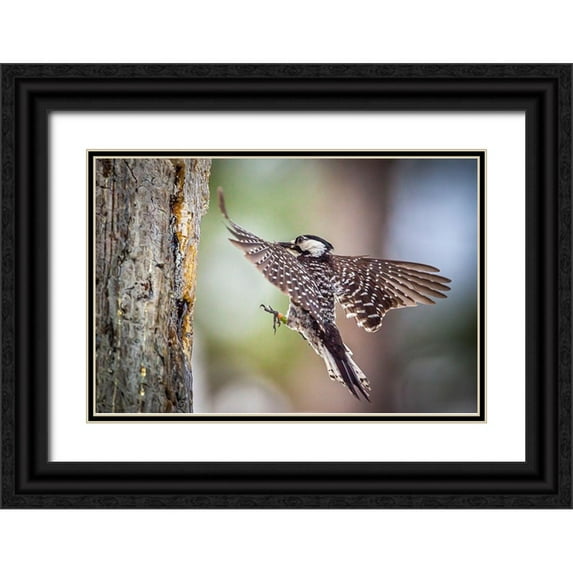 Richardson, Larry 32x23 Black Ornate Wood Framed with Double Matting Museum Art Print Titled - An adult red-cockaded woodpecker bring insects back to its cavity to feed chicks