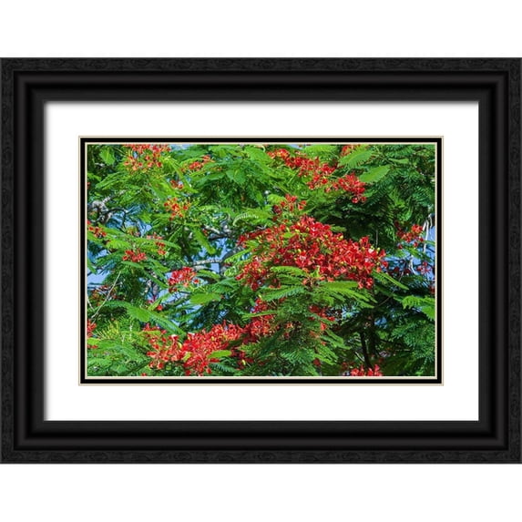 Richardson, Larry 32x23 Black Ornate Wood Framed with Double Matting Museum Art Print Titled - Royal Poinciana tree produces beautiful red flowers