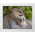 thumbnail image 1 of Richardson, Larry 32x26 White Modern Wood Framed Museum Art Print Titled - Two young lions trade licks at a local zoo, 1 of 4