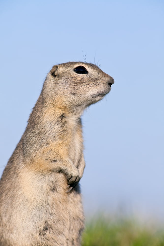 Richardsons Ground Squirrel (Spermophilus Richardsonii) In Grass Oak Hammock Marsh Manitoba Canvas Art - Ken Gillespie Design Pics (22 x 34)