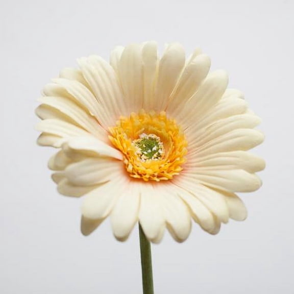 Richland Silk Yellow Gerbera Daisy 24" Set of 24