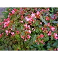 thumbnail image 1 of Richmondensis Pink Shrub Begonia Plant - 2.5" Pot, 1 of 2