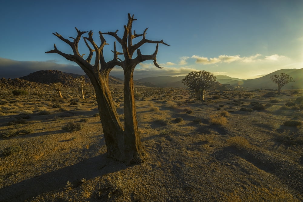 Richtersveld National Park with dead Kookerboom tree South Africa Canvas Art - Robert Postma Design Pics (19 x 12)
