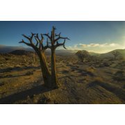 Richtersveld National Park with dead Kookerboom tree South Africa Canvas Art - Robert Postma Design Pics 19 x 12