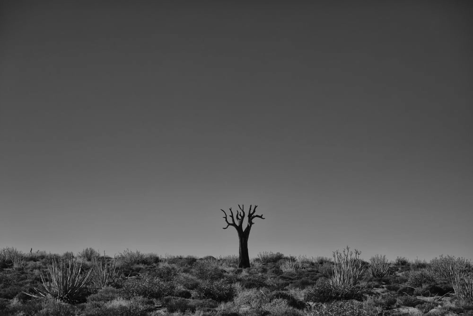 Richtersveld National Park with dead Kookerboom tree South Africa Canvas Art - Robert Postma Design Pics (19 x 12)