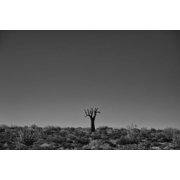 Richtersveld National Park with dead Kookerboom tree South Africa Canvas Art - Robert Postma Design Pics 19 x 12