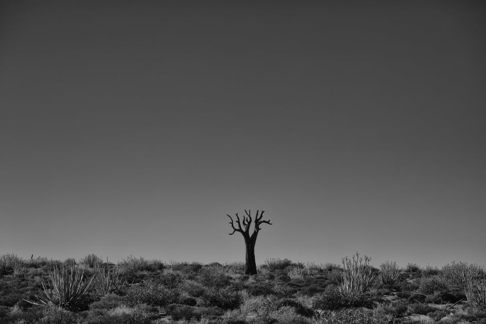 Richtersveld National Park with dead Kookerboom tree South Africa Canvas Art - Robert Postma Design Pics (38 x 24)
