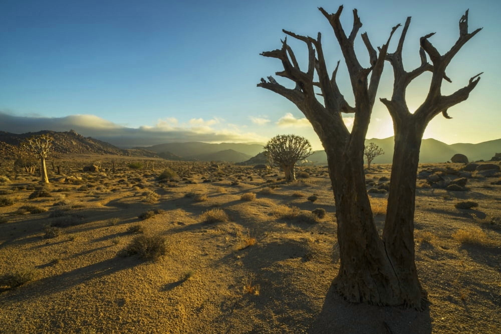 Richtersveld National Park with dead Kookerboom tree South Africa Canvas Art - Robert Postma Design Pics (38 x 24)