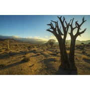 Richtersveld National Park with dead Kookerboom tree South Africa Canvas Art - Robert Postma Design Pics 38 x 24