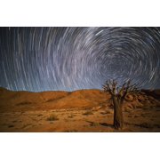 Richtersveld National Park with dead Kookerboom tree and star trails in the night sky South Africa Canvas Art - Robert Postma Design Pics 19 x 12